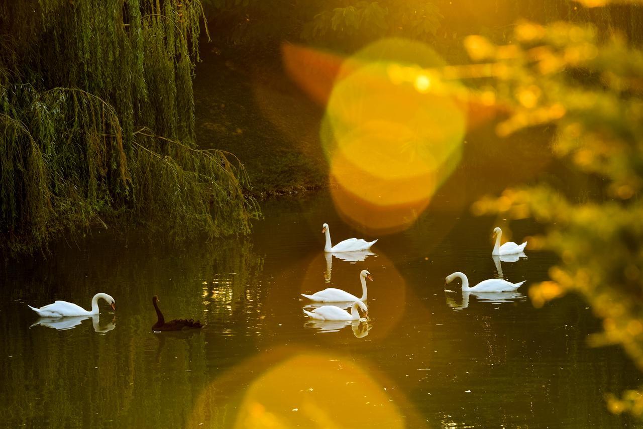 Lacul Verde Resort بلوييست المظهر الخارجي الصورة
