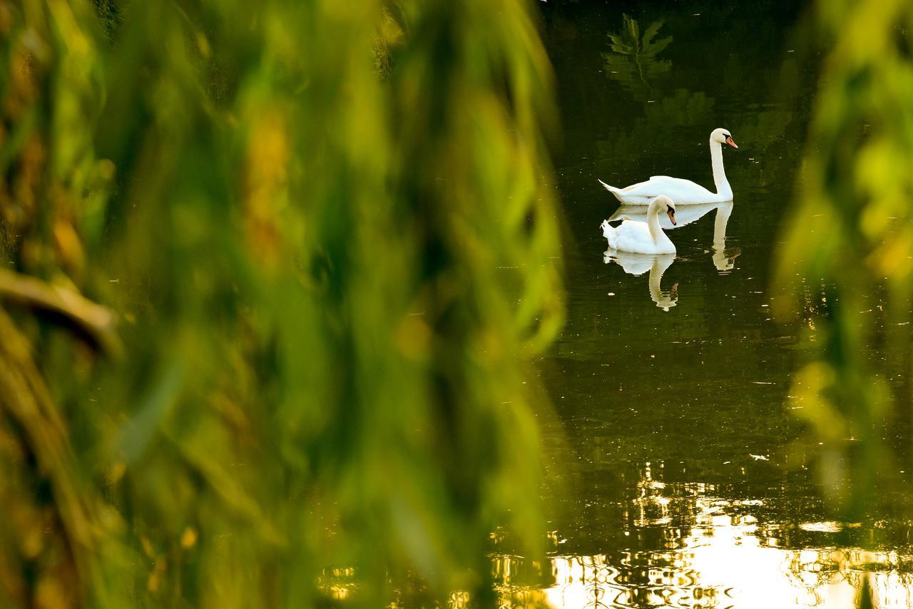 Lacul Verde Resort بلوييست المظهر الخارجي الصورة